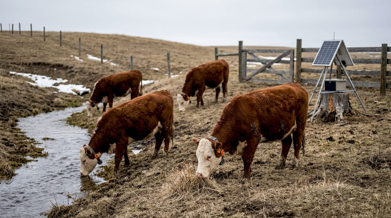 Cattle grazing with GPS collars in pasture