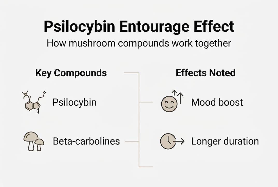Infographic on psilocybin entourage effect key points