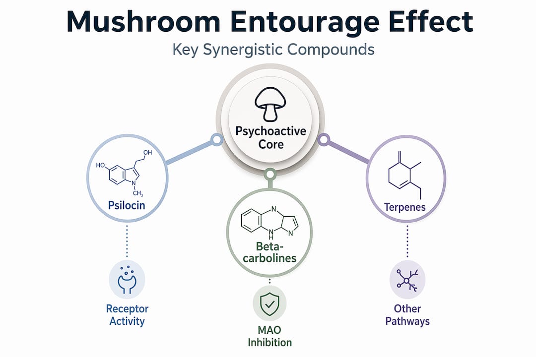 Hierarchy infographic showing key mushroom compounds