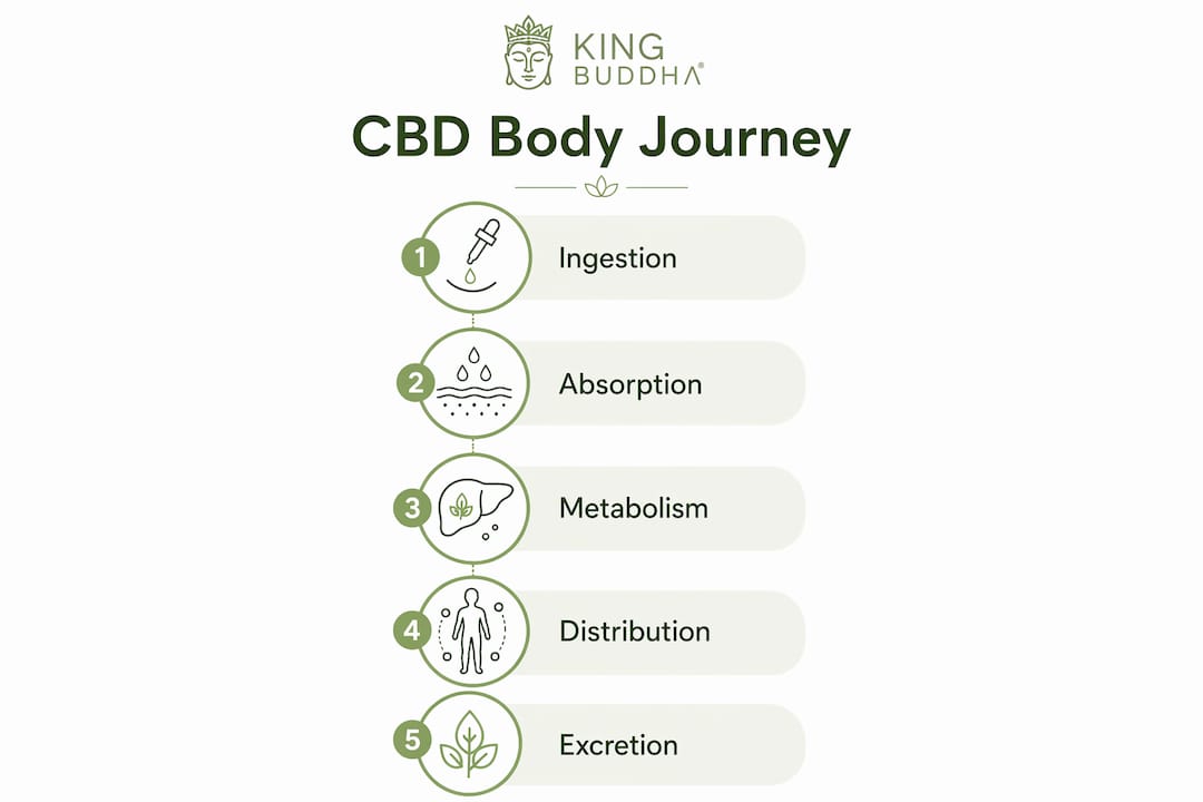 Infographic illustrating CBD absorption and metabolism stages