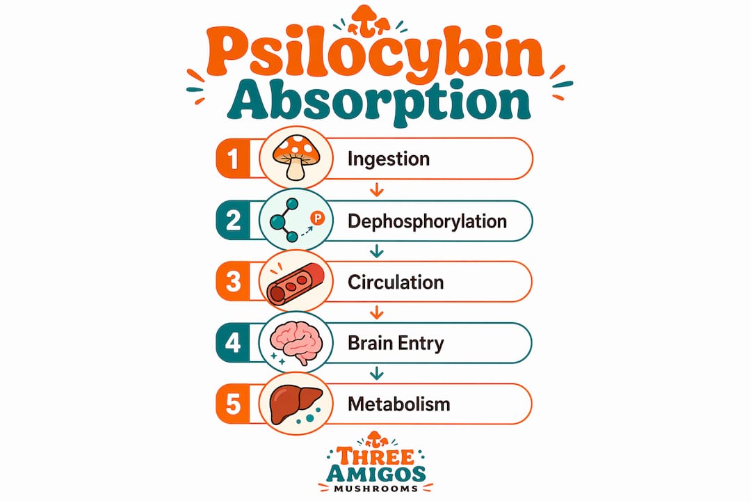 Infographic showing five key stages of psilocybin absorption