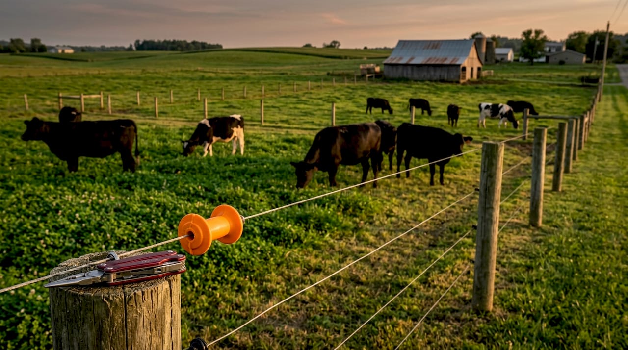 Livestock grazing in rotational paddocks