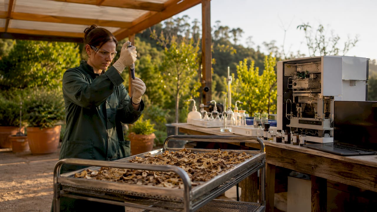 Lab technician testing mushroom potency