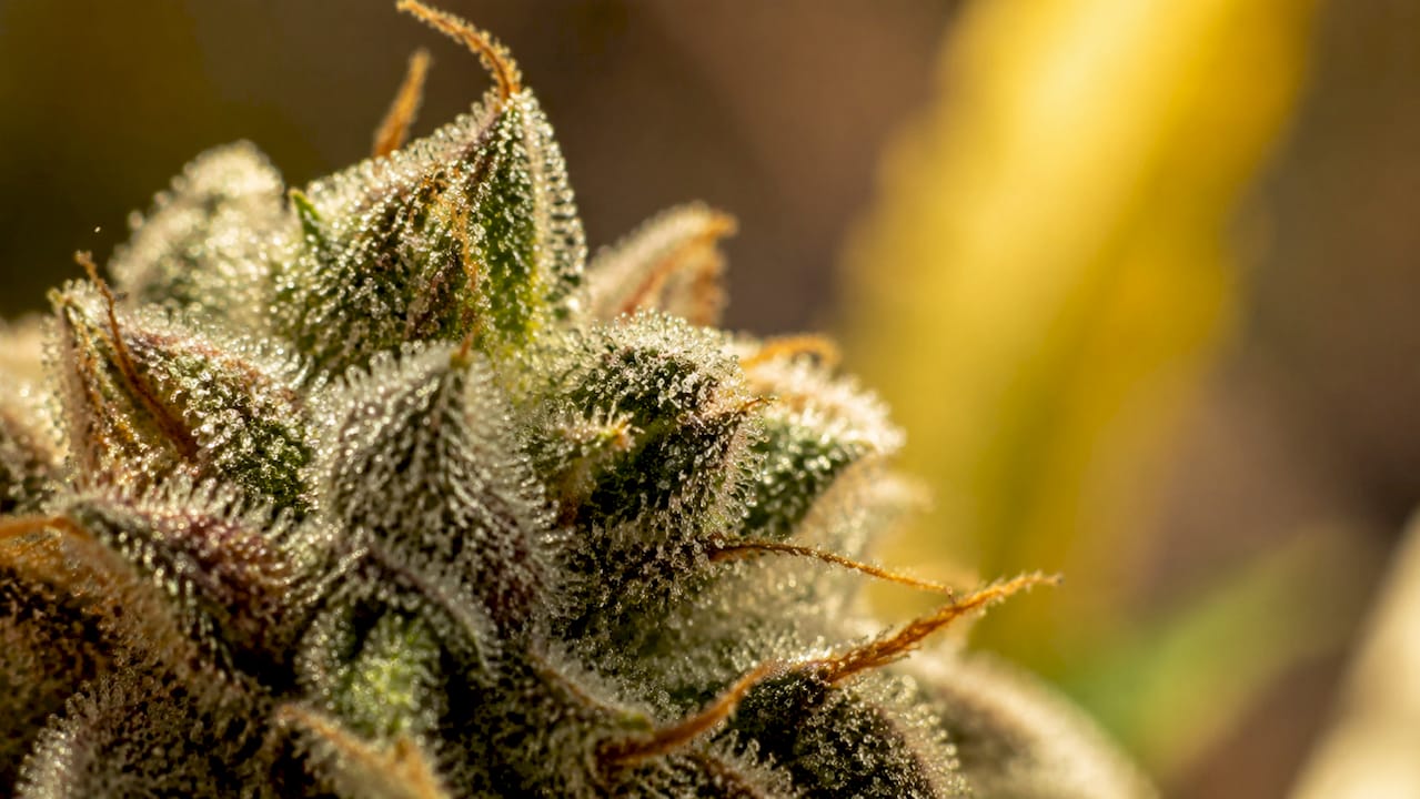 Close-up of cannabis flower resin glands and trichomes