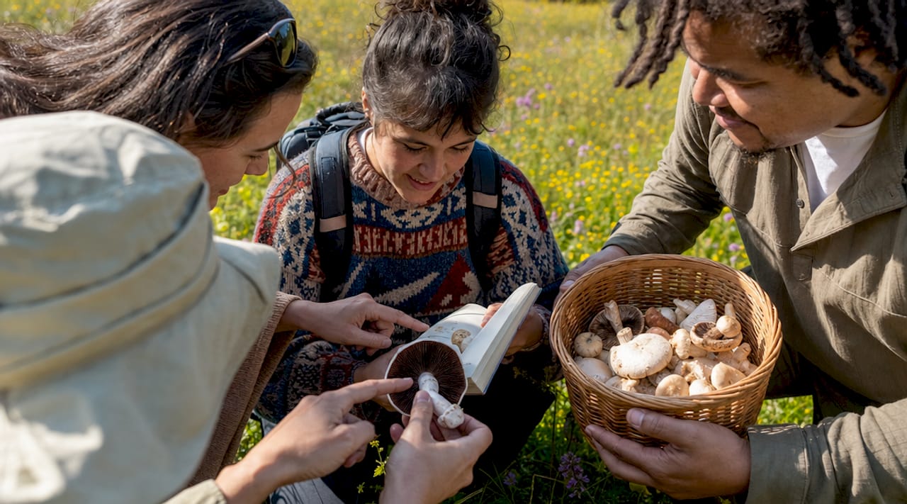 Group identifying wild psilocybin mushrooms outdoors
