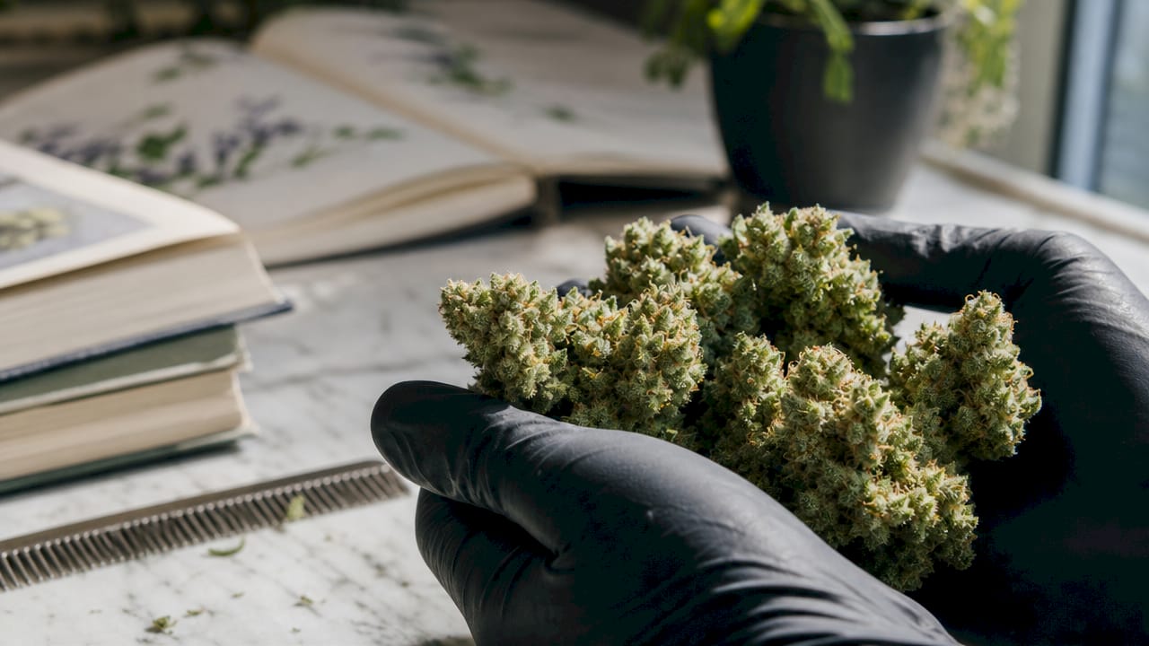 Close-up of hemp flowers with trichomes on rustic bench