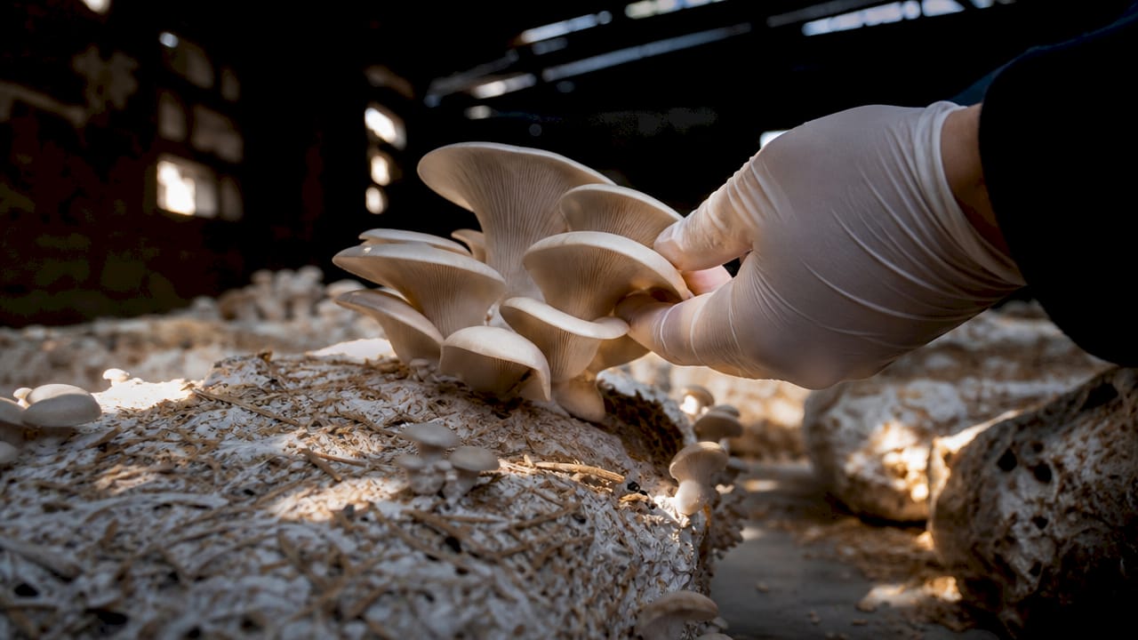 Close-up of mushroom fruiting body and mycelium on grain