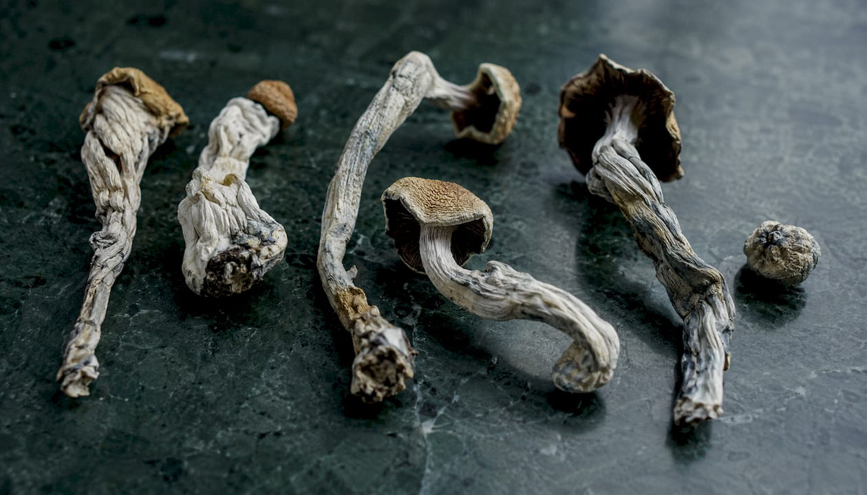 Close-up of varied dried magic mushroom strains