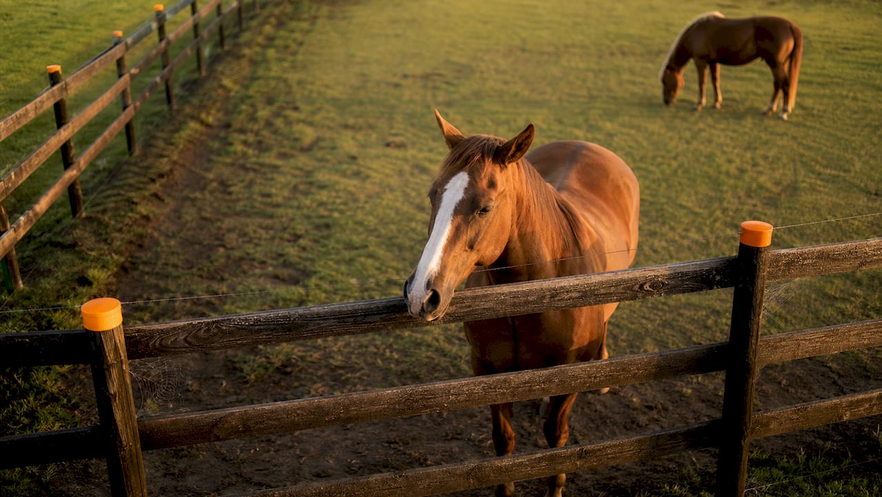 Post-and-rail horse fence with safety features