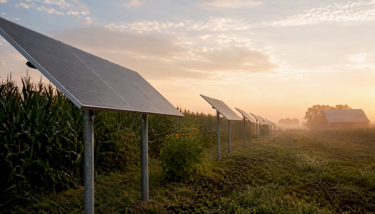 Solar panels angled alongside pasture fence