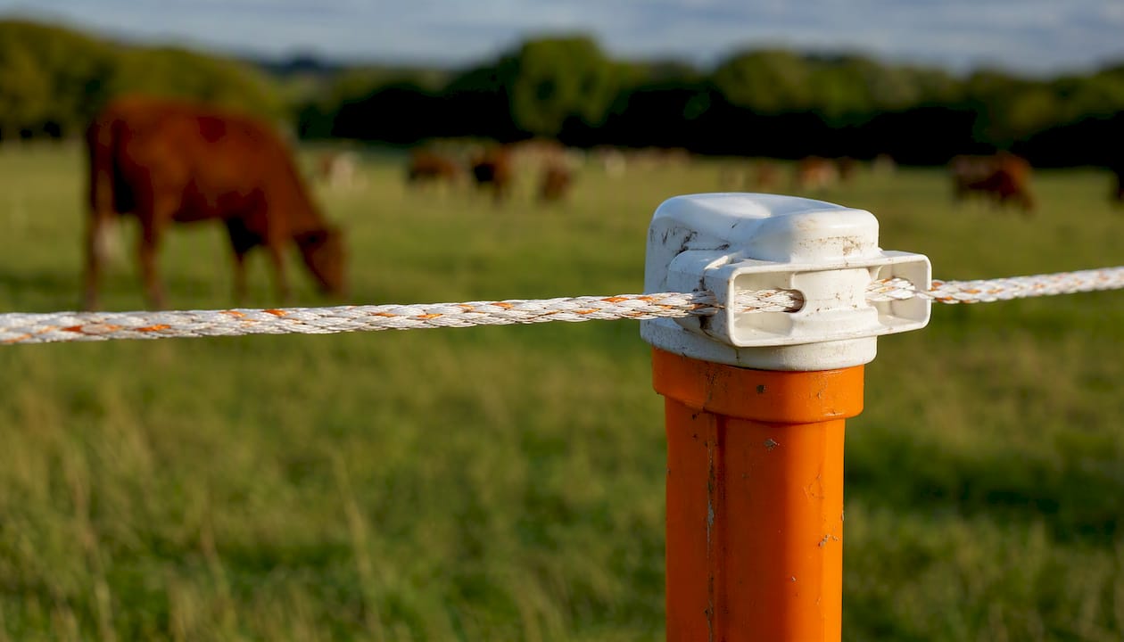 Close-up of insulators on electric fence posts