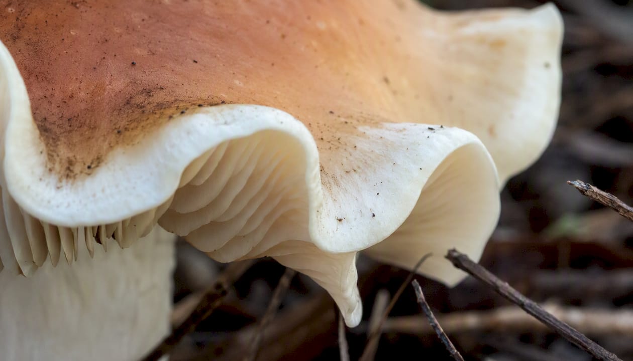 Tidal Wave mushroom cap with wavy edge