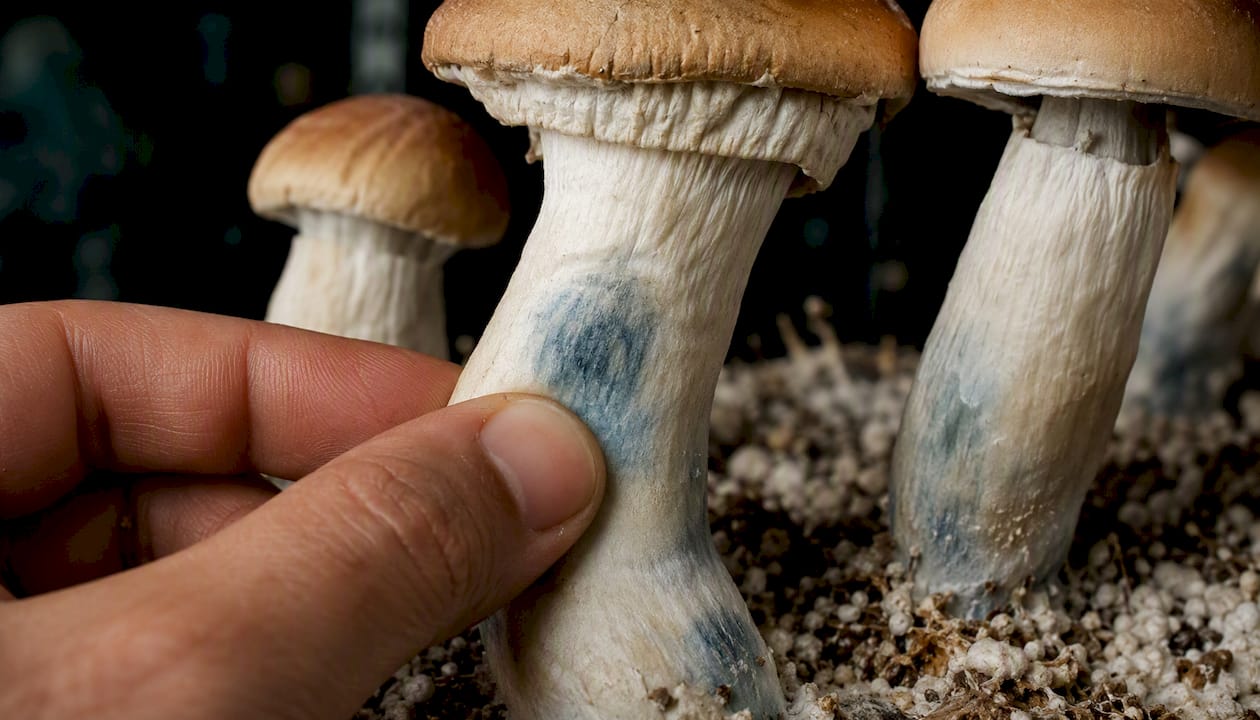 Tidal Wave mushroom stem showing blue bruising