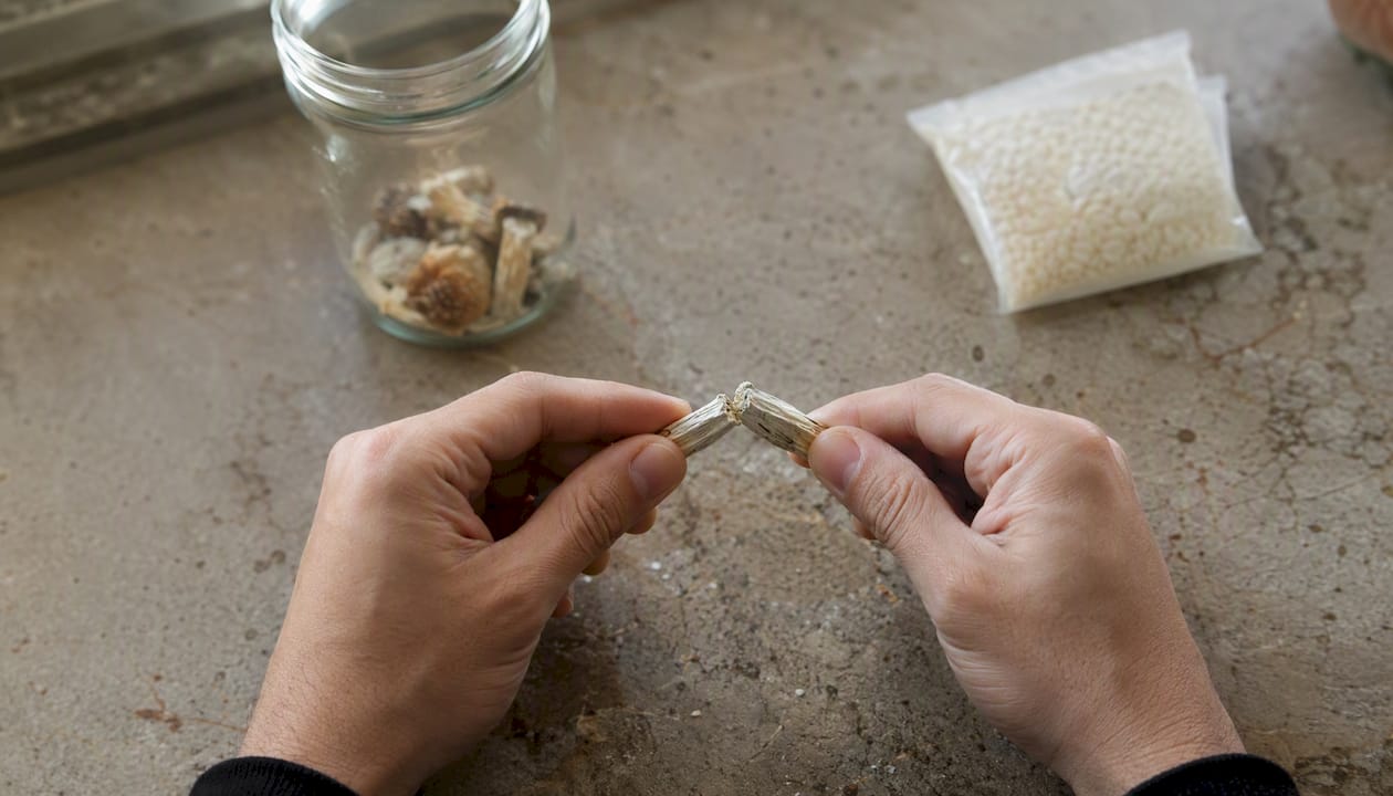 Hands snapping dried mushroom stem to test dryness