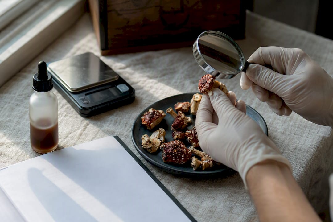 Hands inspecting Amanita muscaria quality