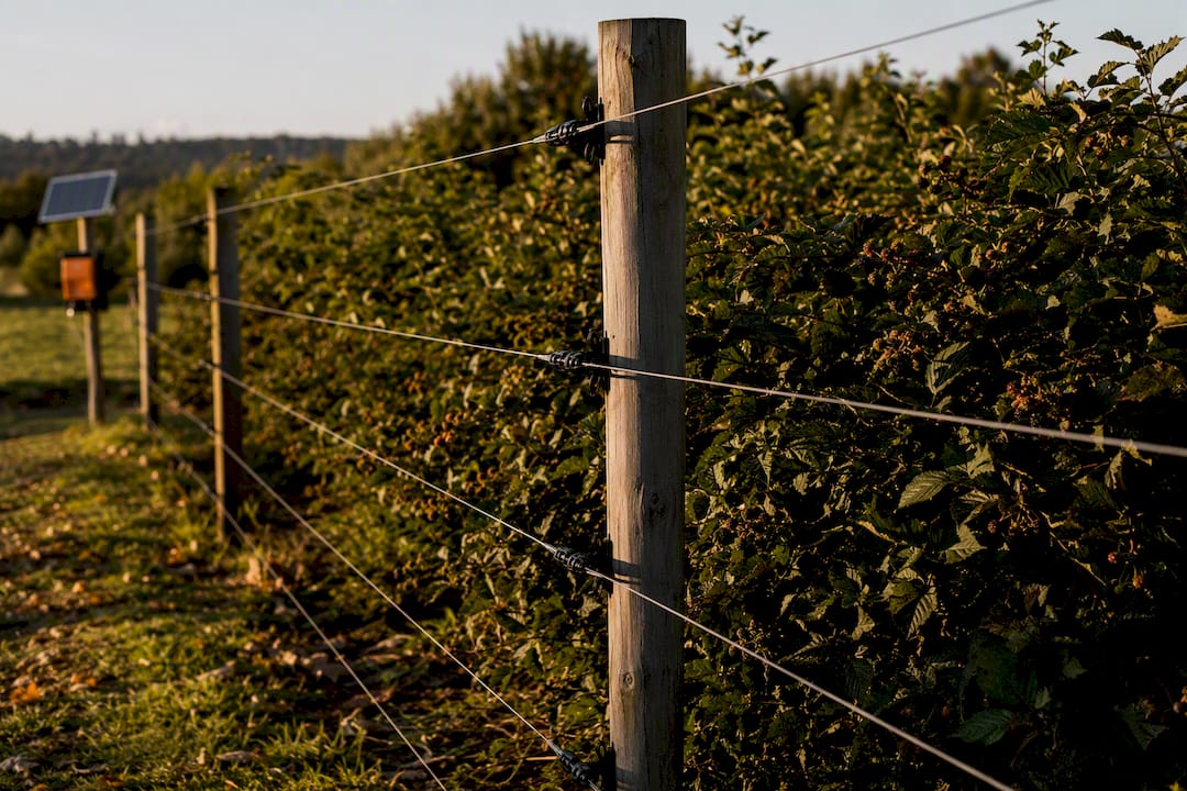 Permanent multi-strand electric fence in orchard