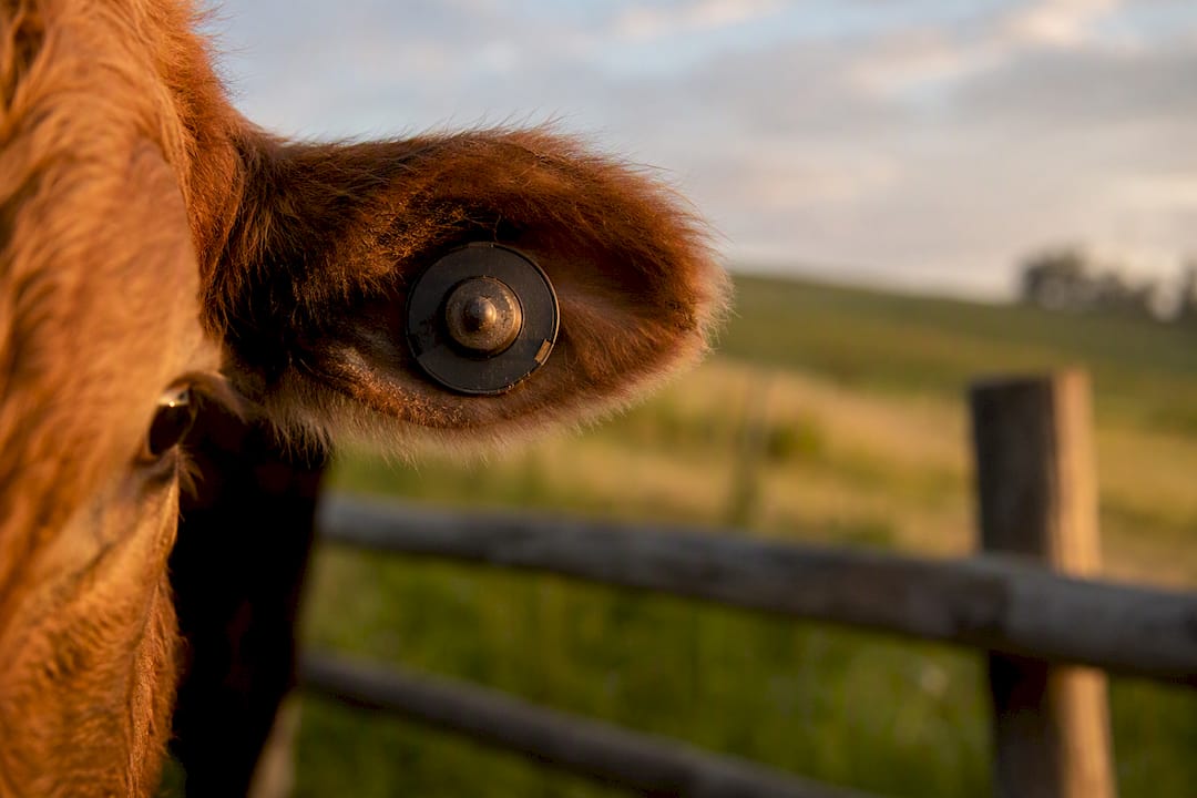 Low-frequency RFID ear tag on cattle ear