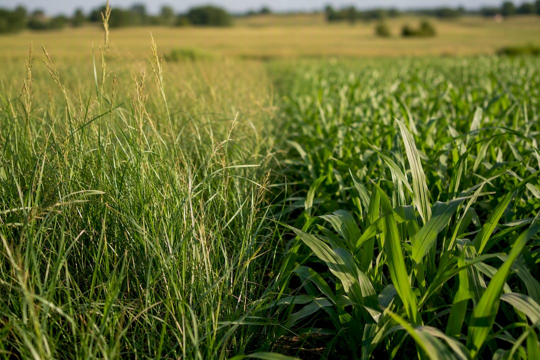 Contrasting forage grasses in ranch pasture