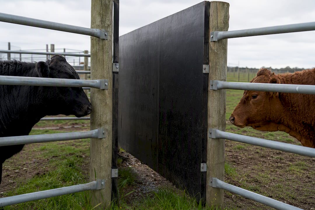 Solid barrier separating quarantined cattle