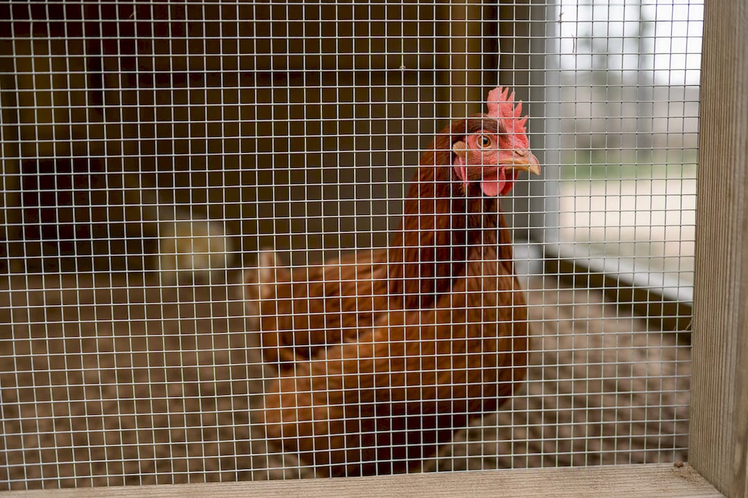 Fine mesh protecting chicken from predators