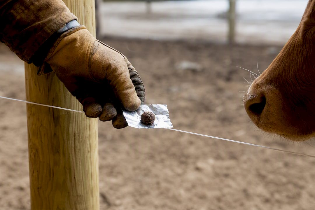 Scent lure used for livestock fence training