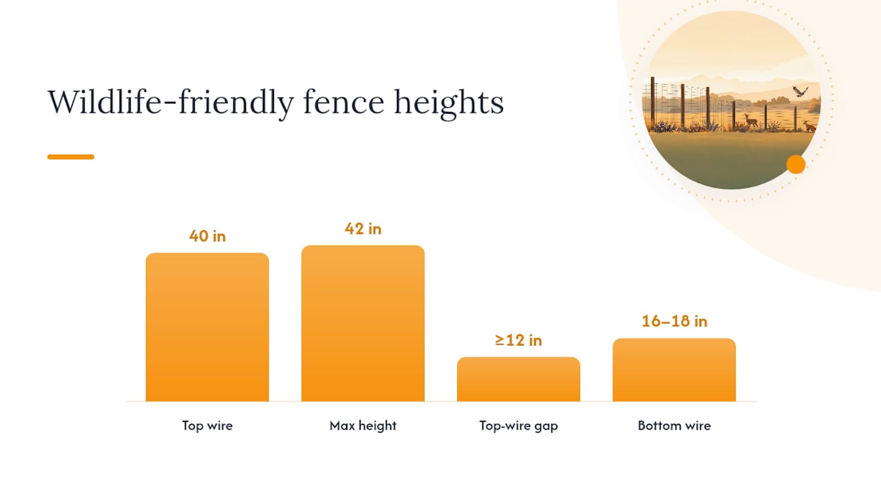 Wildlife-friendly fence spacing measurements