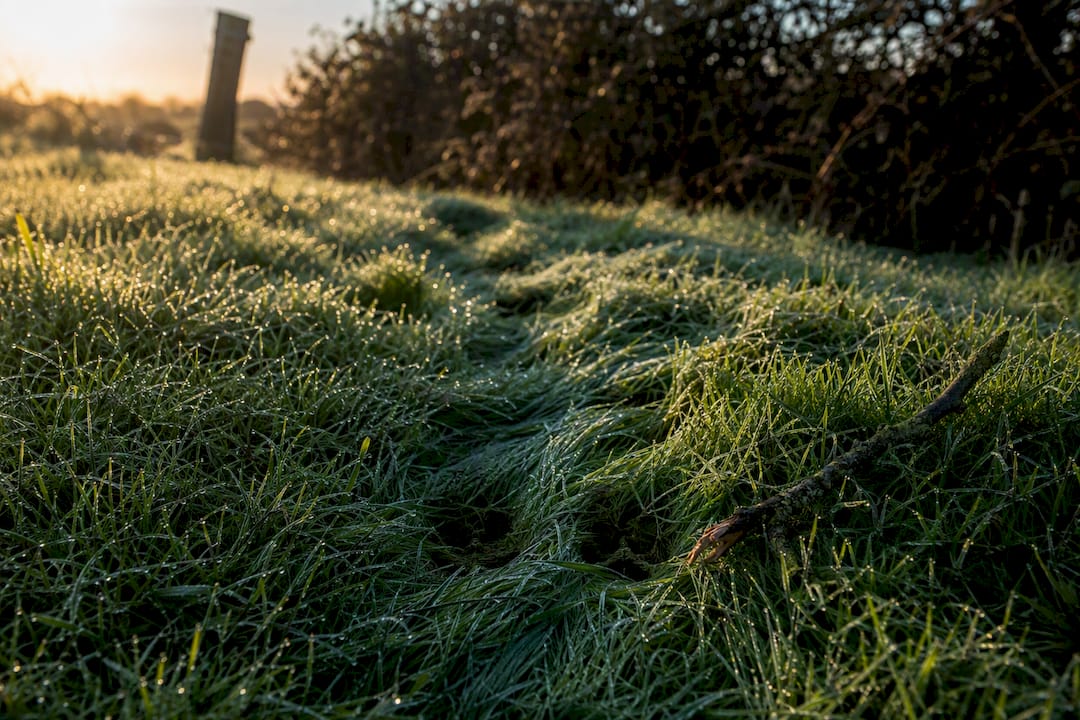 Wildlife tracks crossing dew-covered grass