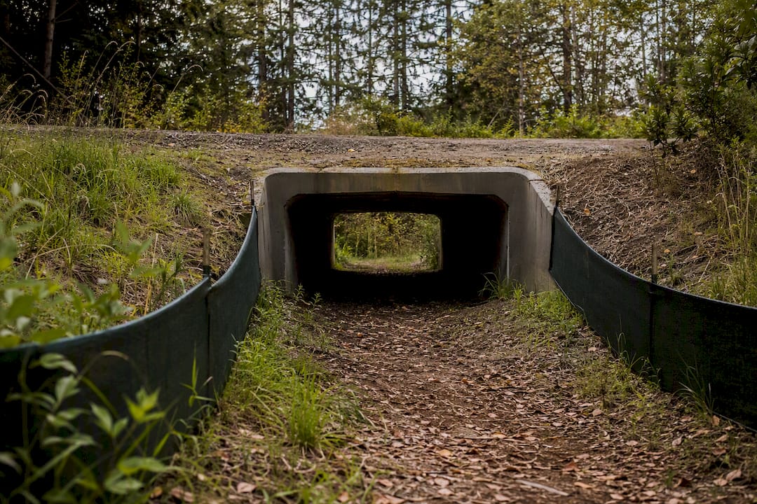 Vegetated culvert with guiding fence