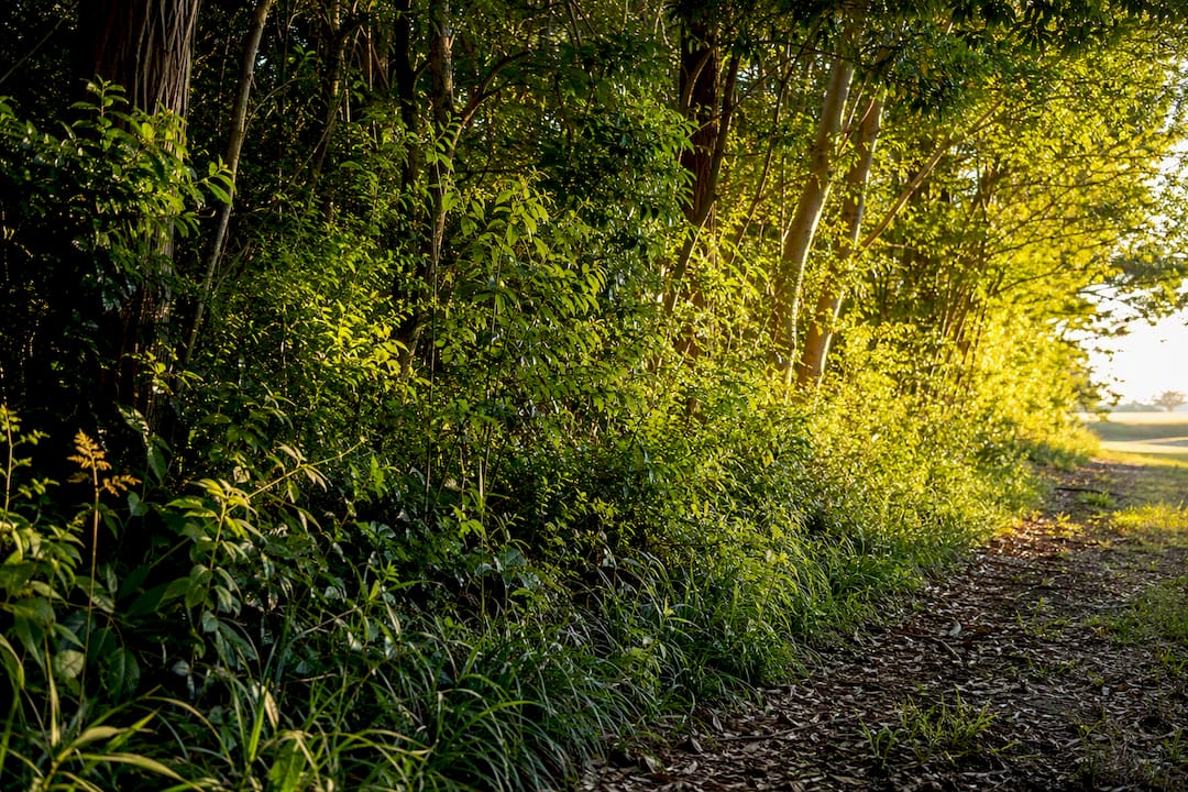 Layered native vegetation along forest edge
