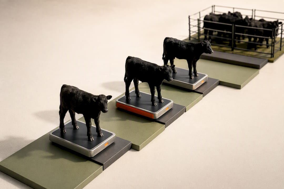 Weight checkpoints guiding breeding selection