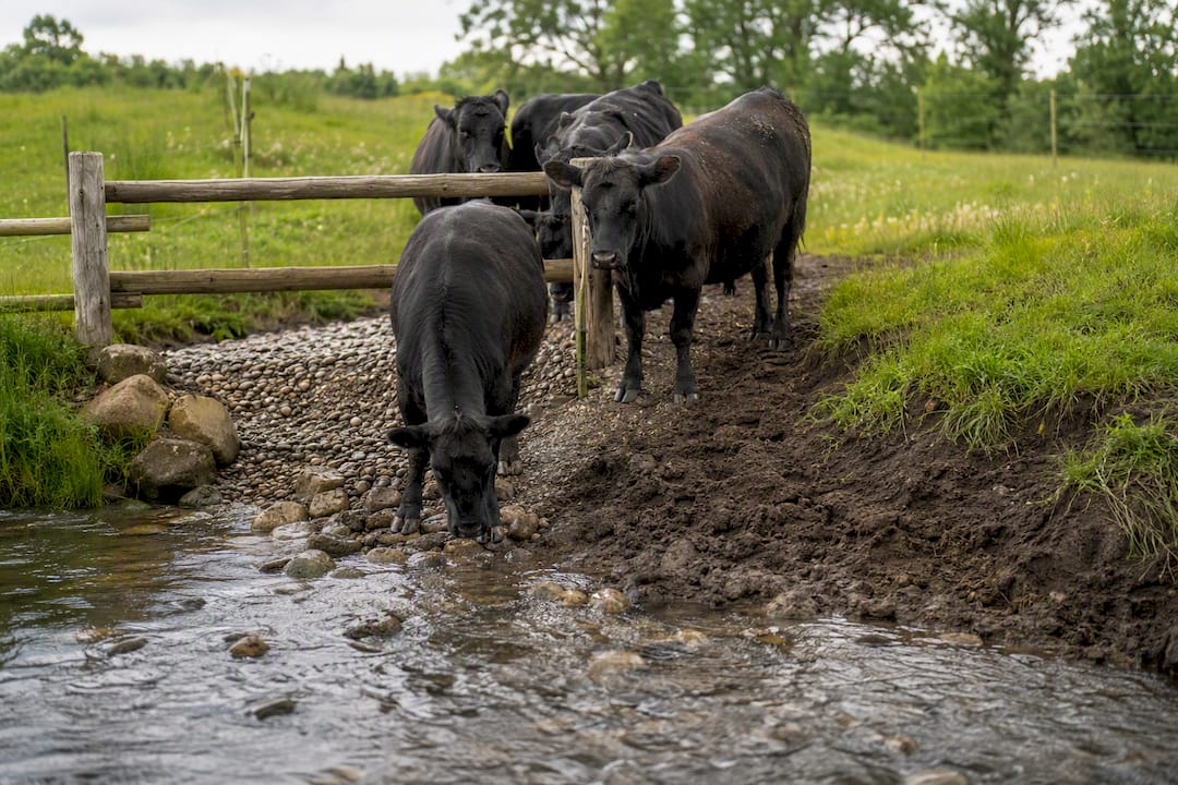 Cattle accessing a creek beside a gravel crossing