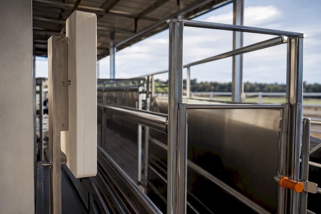 RFID reader beside steel livestock alley