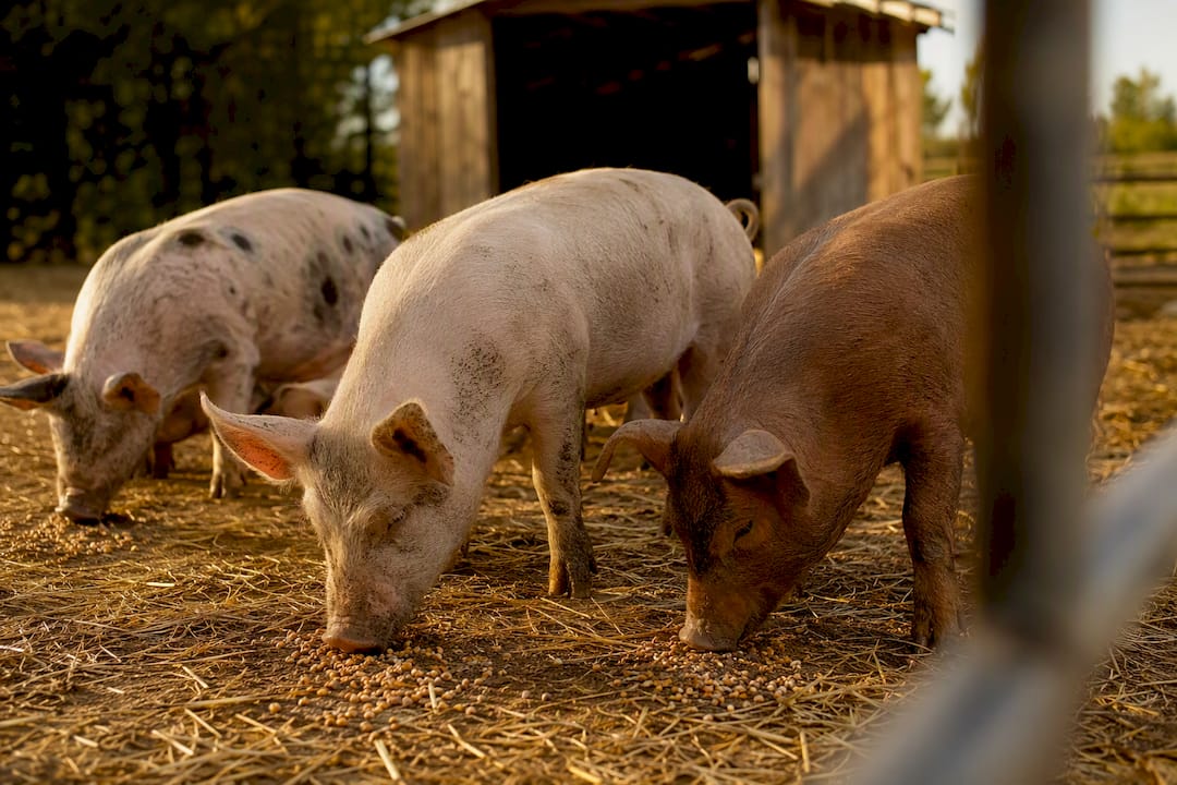 Pigs rooting through scattered feed