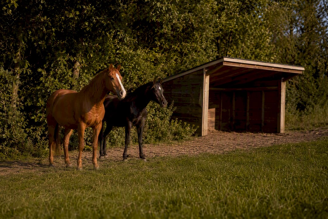 Run-in shelter beside shaded horse paddock