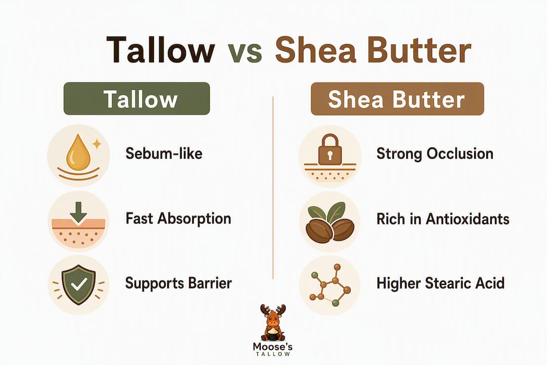 Infographic comparing tallow and shea butter skincare properties