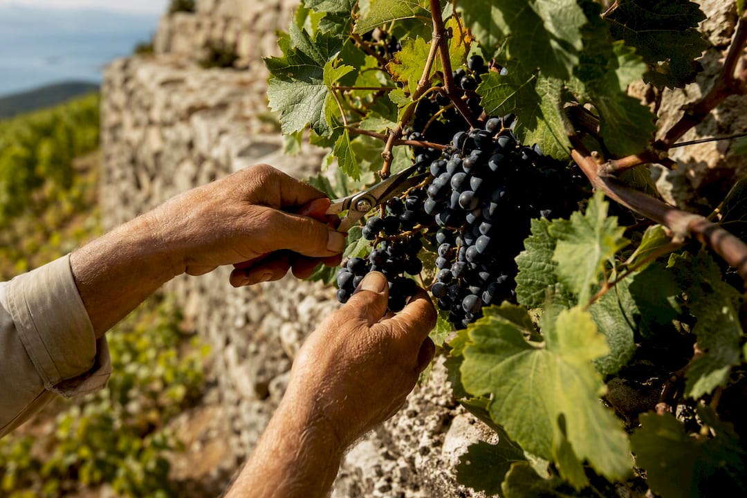 Hands harvesting Plavac Mali grapes by hand