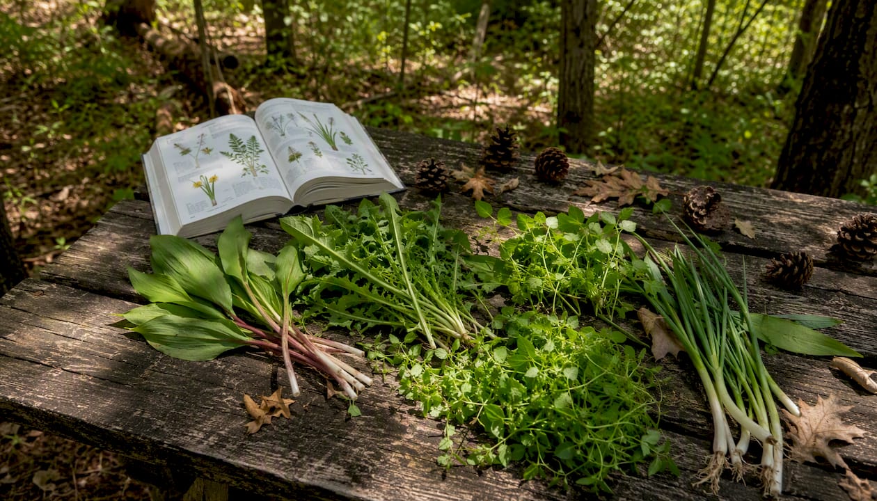 Close-up of common US wild edible plants on table