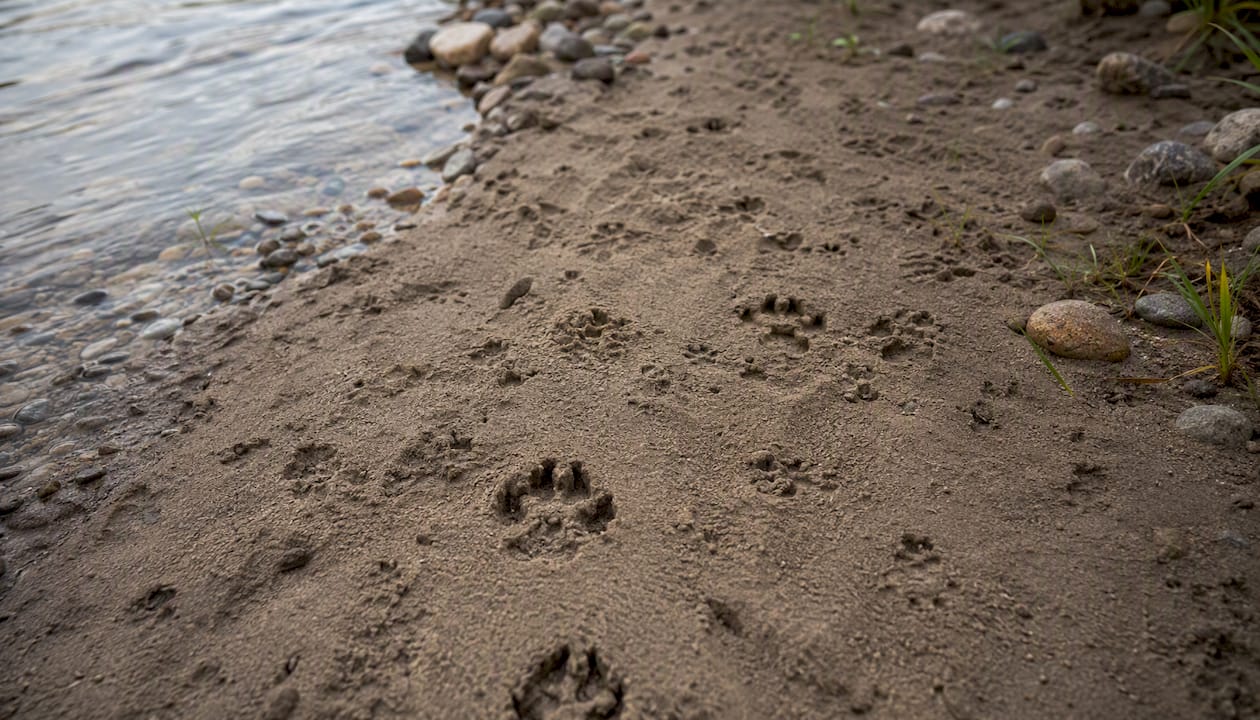 Close-up of diverse animal tracks in mud