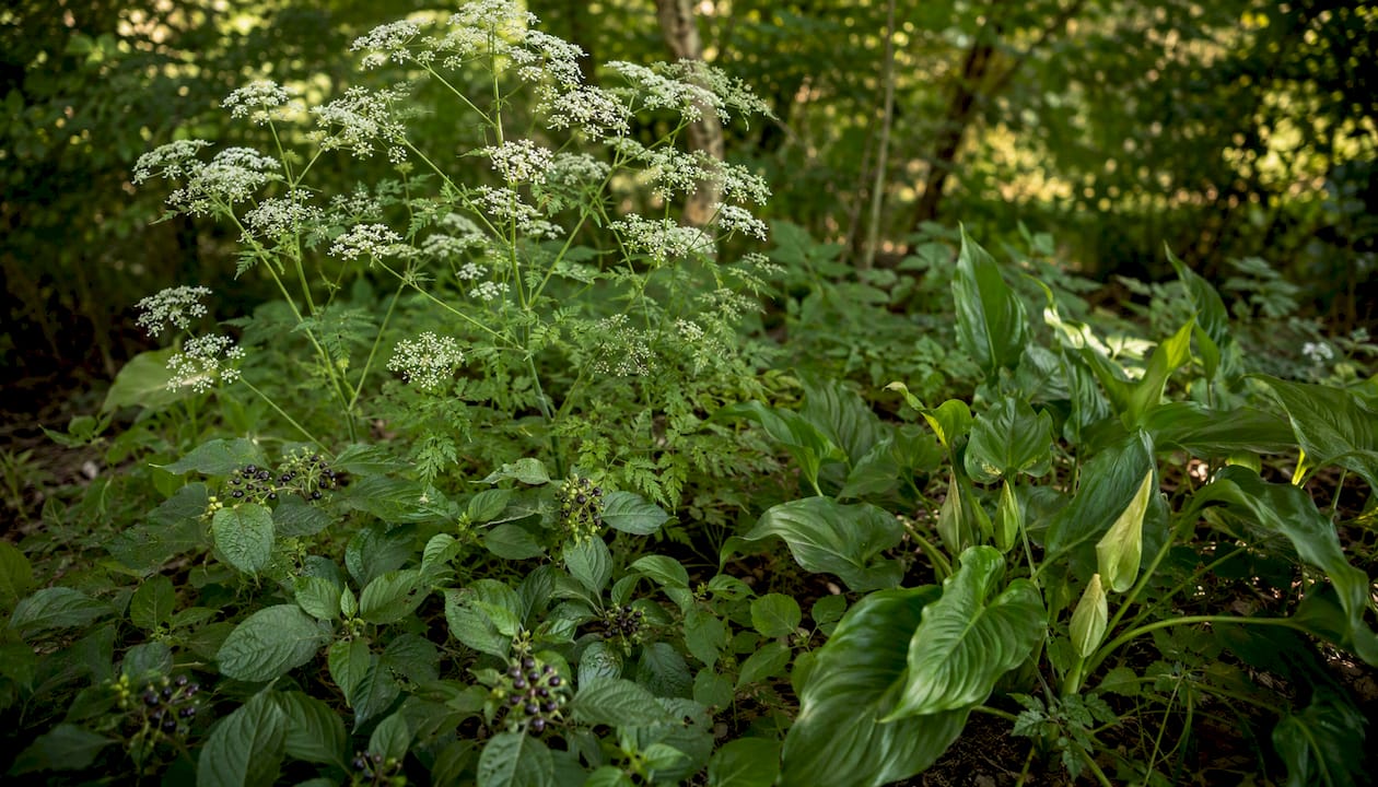 Close-up of poisonous wild plant species