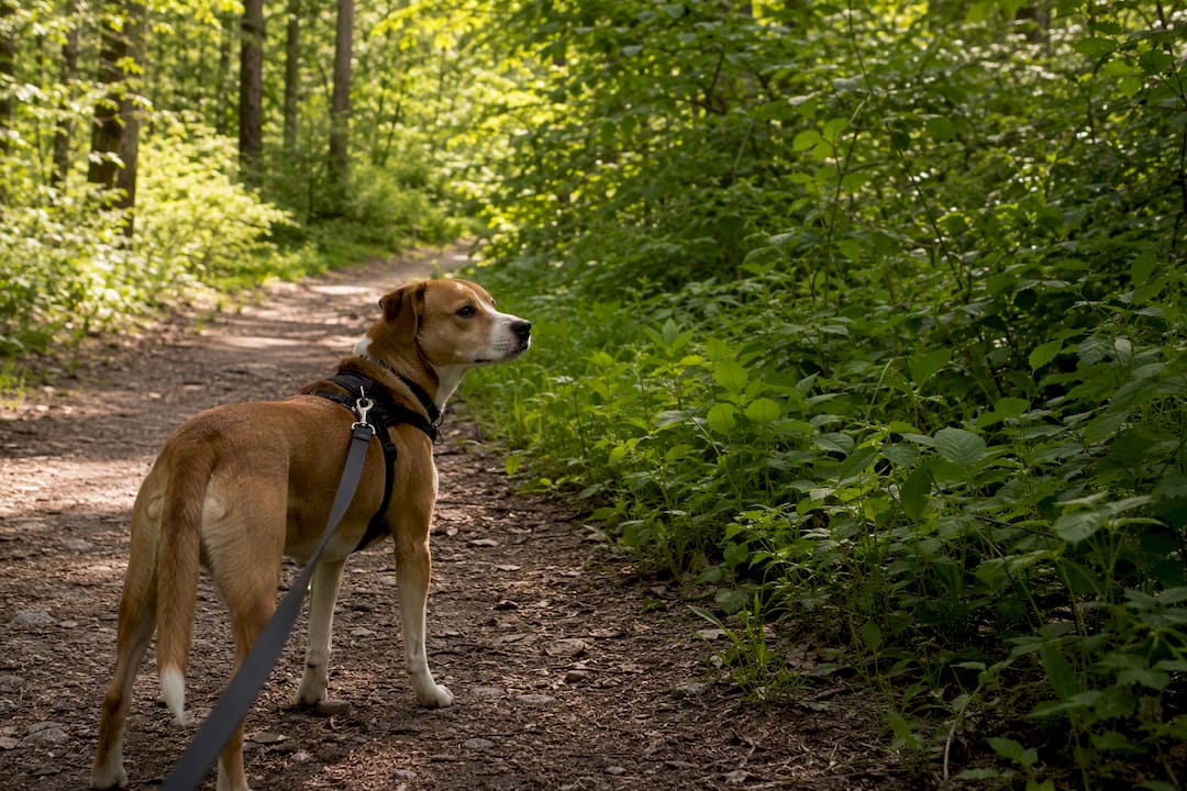 Dog on short leash standing calmly on trail
