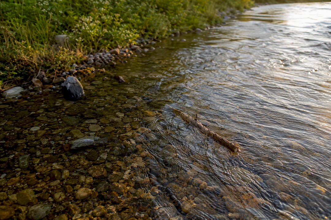 Stick floating downstream near river bank