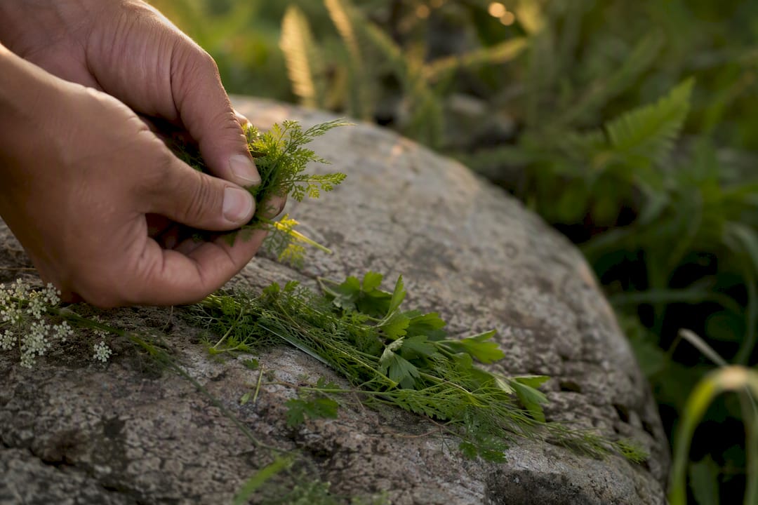 Hands crushing fennel and parsley leaves close-up