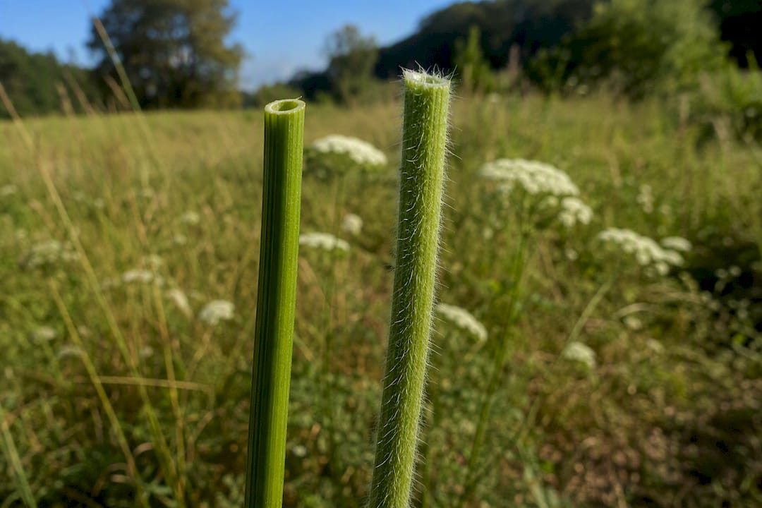 Comparison of smooth poison hemlock and hairy carrot stems