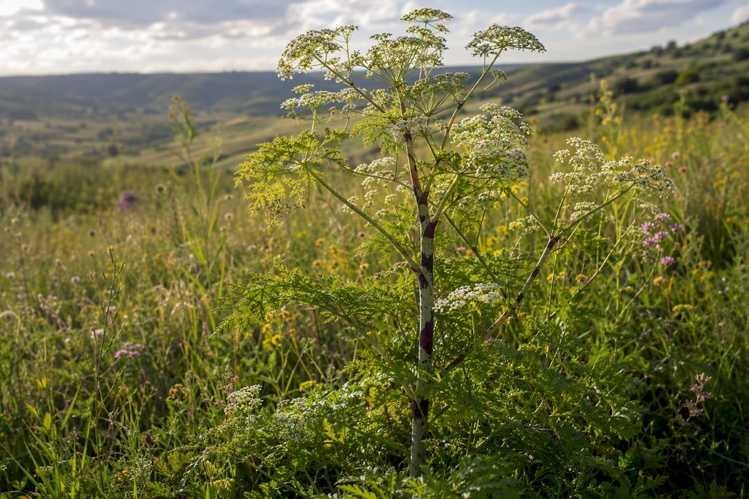 Close-up of poison hemlock stem and leaves outdoors