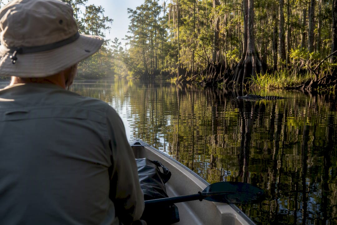 Paddler keeping hands inside boat near alligator habitat
