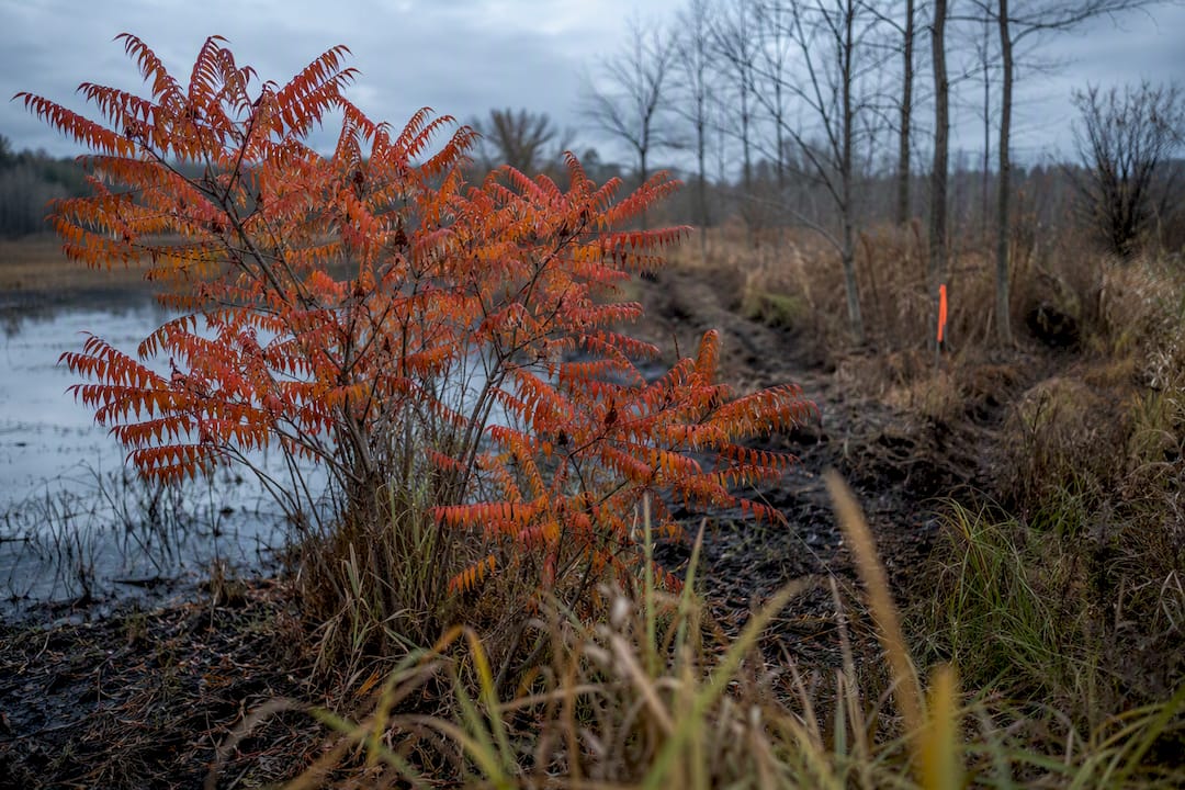 Poison sumac in wet autumn habitat