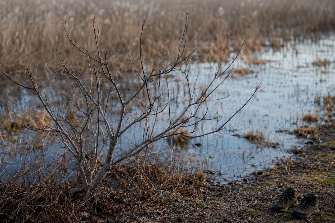 Dormant poison sumac shrub in wetland