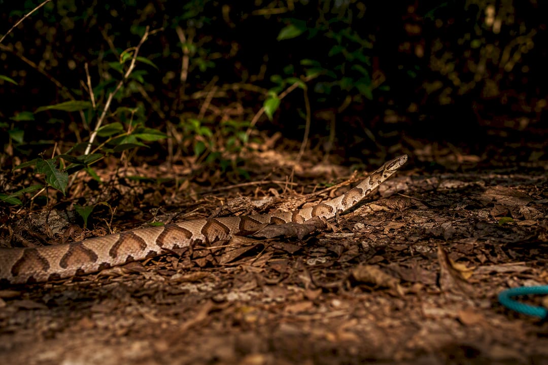 Copperhead resting among leaf litter