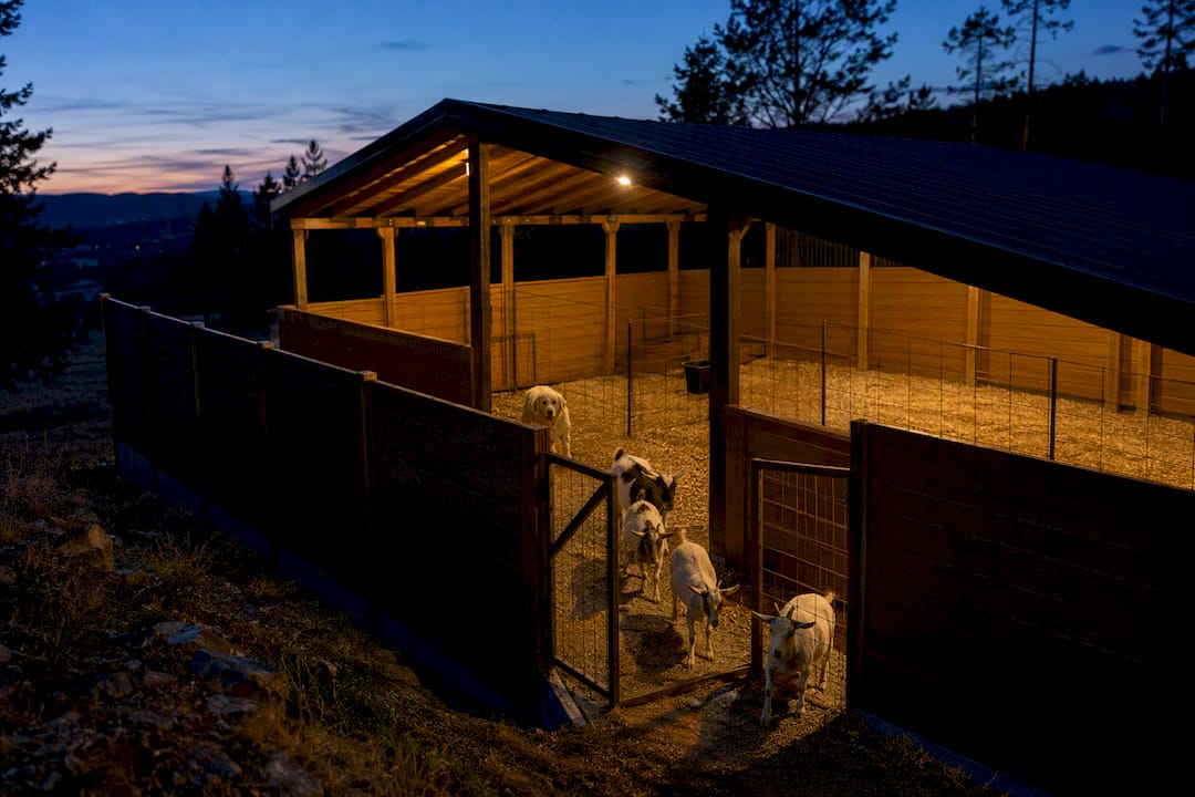 Goats entering secure roofed livestock enclosure