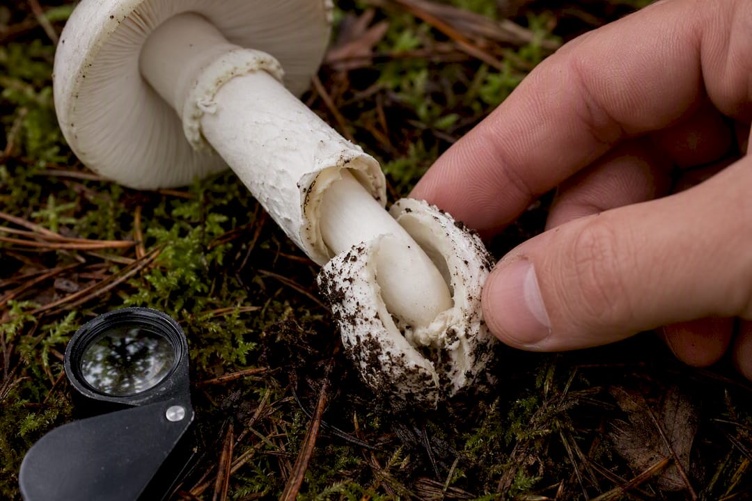 Mushroom stem and volva viewed closely